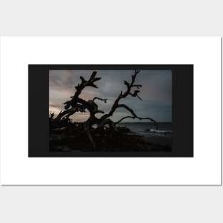 Driftwood Beach on Jekyll Island Posters and Art